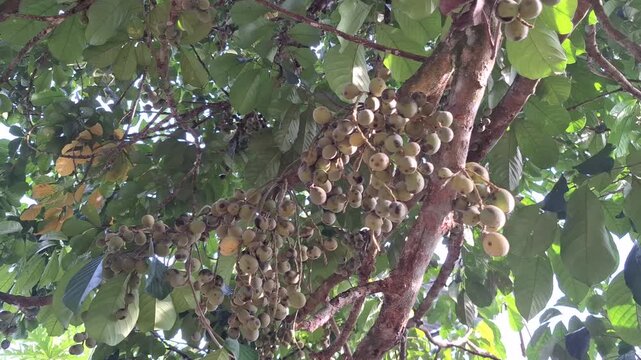 Bunch of Fresh Langsat or Duku Fruits Lansium domesticum Growing on Tree Branch with Green Leaves Background in Tropical Orchard During Daylight