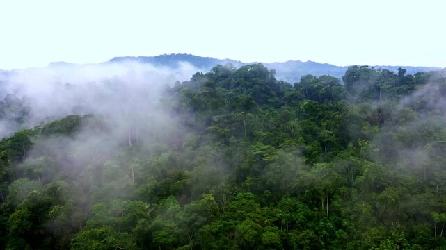 Zooming out to reveal a vast tropical forest covered in fog early in the morning; tropical nature background