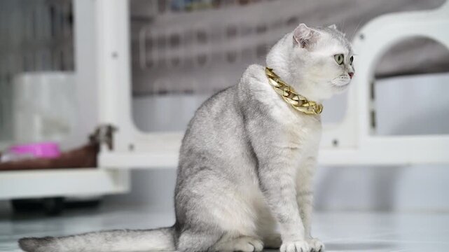Scottish Fold cat silver fur gold chain collar sitting indoor white floor luxury pet adorable calm relaxed domestic feline elegant stylish cute animal with green eyes modern home interior side view