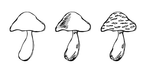Fototapeta premium Hand drawn mushroom doodle set Botanical illustration Cute autumn mushroom Healthy eco food Organic vegetarian food For stickers, greeting card, design, print, packaging, decor, kids books