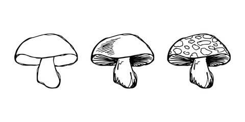 Hand drawn mushroom doodle set Botanical illustration Cute autumn mushroom Healthy eco food Organic vegetarian food For stickers, greeting card, design, print, packaging, decor, kids books © Daria Shane