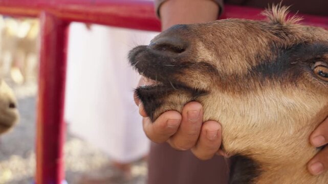 Slow Motion Goats Tied at Nizwa Market, Cinematic Livestock Detail in Historic Nizwa Souq Oman