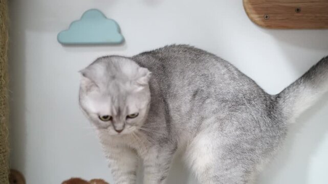 Gray cat short hair gold collar standing on white background, domestic feline with soft fur and relaxed mood, Scottish Fold silver fur green eyes sitting on wooden shelf, playful indoor pet animal