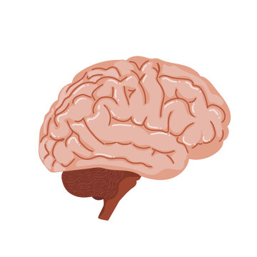 Lateral side view of human brain anatomy illustration