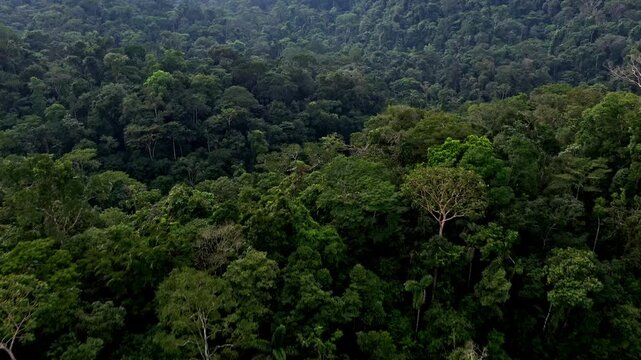Top down view of tropical forest tree canopy moving the camera up to reveal the whole forest