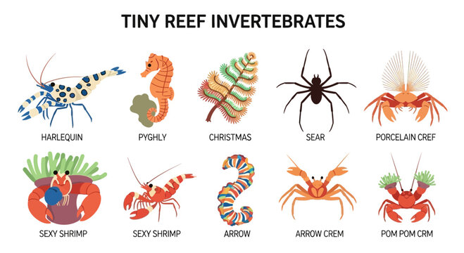 Tiny reef invertebrates marine life.
