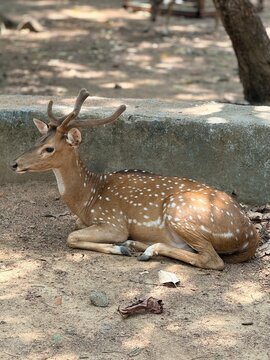 white tailed deer