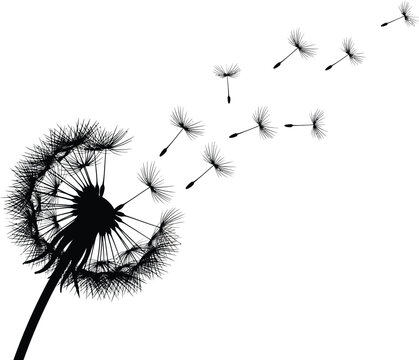 Dandelion Seeds Blowing Away on Wind Isolated on White