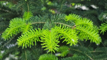 Fototapeta premium firs twing green colors in spring season for background