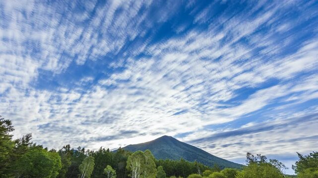 うろこ雲が流れる男体山と戦場ヶ原　白樺 唐松 酸実（ズミ）