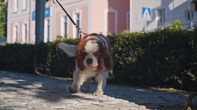 Closeup of woman and Cavalier King Charles Spaniel walking on leash along cobblestone street, capturing everyday urban lifestyle and pet companionship in Slovenia