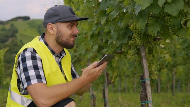 Vineyard worker reviews data on tablet while standing near grape vines, managing crop health and growth in organized vineyard rows of Jeruzalem Slovenia