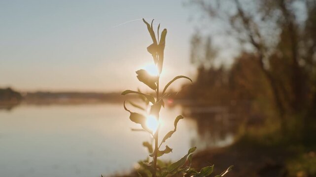 Sunrise over lake with plant closeup, dewkissed leaves catching golden sunlight, calm water reflection, distant tree line, peaceful camping morning mood, meditative nature broll