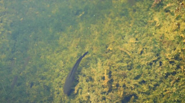 Common Snakehead ( Channa striata ) in water in wetland, Black and brown Freshwater fish  in lake, Thailand