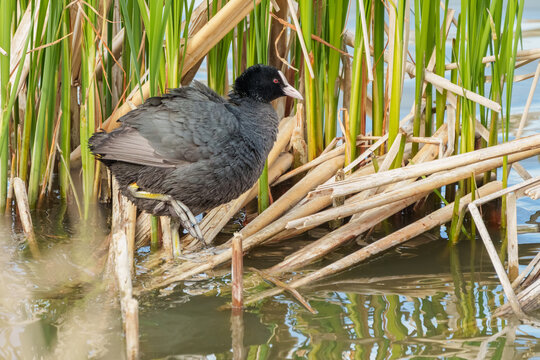 Eurasian coot perched on a reed nest at a lake in Friemar, Thuringia, Germany