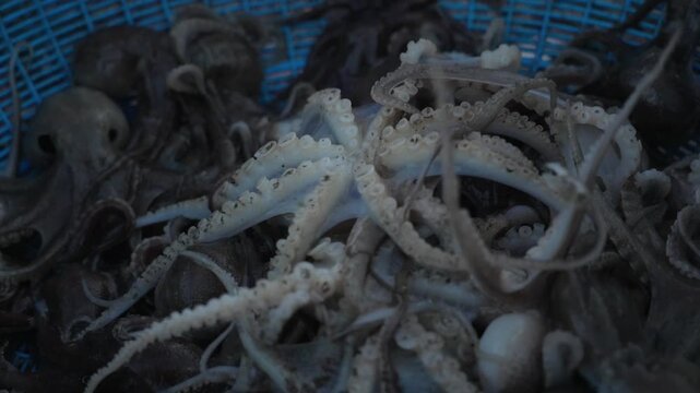 Macro slow motion of webfoot octopus suction cups squirming with incredible detail