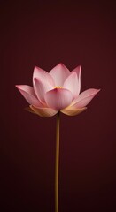 Fototapeta premium Pink lotus flower blooming on a long stem against a dark crimson background for wellness brand editorial, luxury spa advertising and floral art decoration