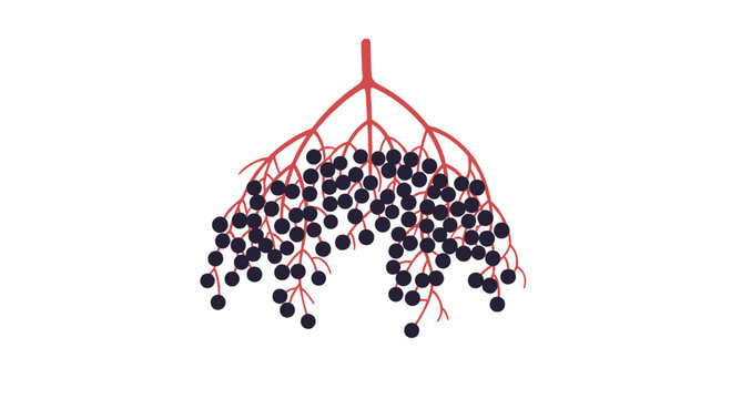 Ripe black elderberry cluster on red stems isolated on white background for health food or botanical illustration projects.