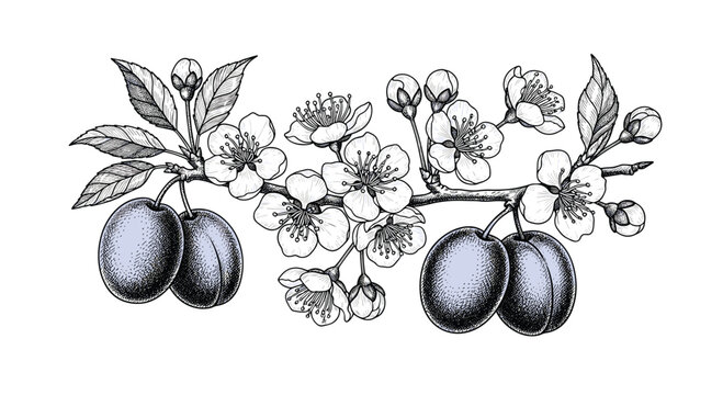 Botanical sketch of a plum tree branch featuring delicate blossoms, leaves, and ripe purple fruit in fine line detail.
