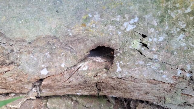 Small Stingless Bee Tetragonula biroi Emerging from a Natural Hole in Weathered Wood Plank in Tropical Environment during Daylight