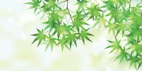 Naklejka premium Beautiful fresh green maple leaves in early summer