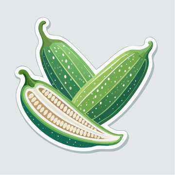 Illustration of Luffa Gourd