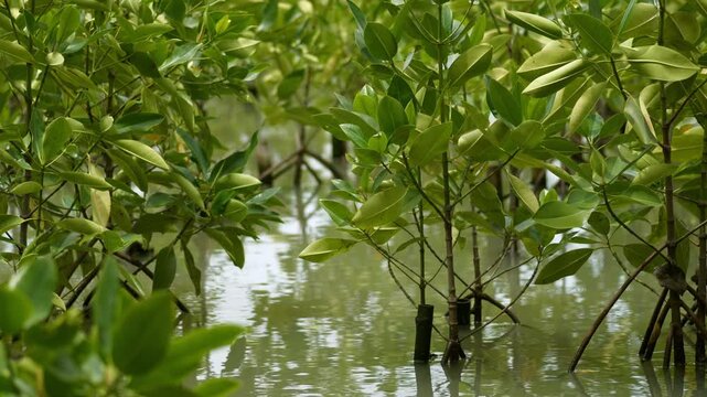 Closeup Young Mangrove Seedlings and Propagules Growing at Brackish Water Mangrove Nursery Wetland, Coastal Reforestation, Environmental Conservation, Coastal Ecosystem Repair, Tropical Mangrove.