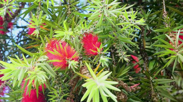 Authentic Honeybees collecting nectar from vibrant red bottlebrush blossoms on a sunny, breezy day, highlighting natural pollination, Natural Colors