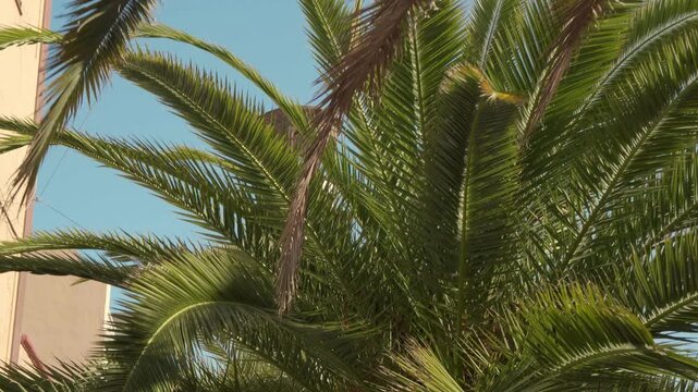 Green palm leaves swaying in front of a historic building facade in the city center of Santa Cruz de Tenerife. Low angle shot.