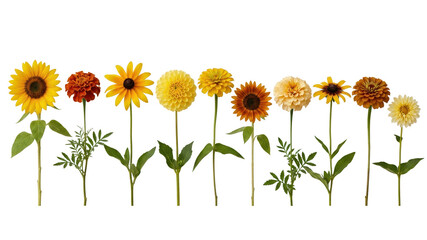 Naklejka premium Autumn floral collection with yellow and orange flowers, vibrant summer blossoms on stems, botanical set of sunflowers and dahlias on white background