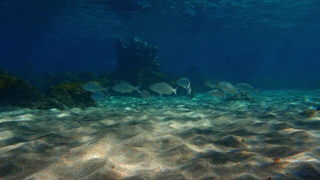 Group of striped fish swimming over sandy bottom near the beach