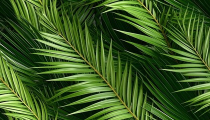 Obraz premium Seamless texture of a palm leaf. palm leaves tropical wallpaper background