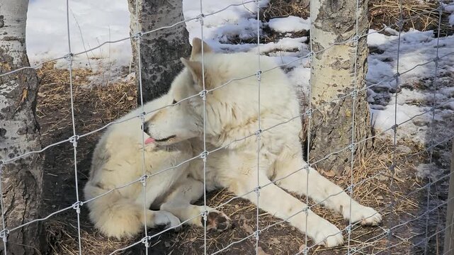 White wolf throws its head back and howls behind a fence in a snowy enclosure, capturing a dramatic winter wildlife moment with thick fur, bare trees, and cold outdoor habitat.