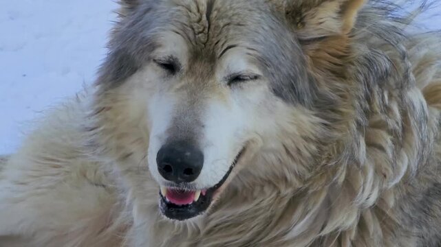 Gray and white wolf closeup resting in the snow, capturing a calm winter wildlife portrait with thick fur, relaxed expression, and cold outdoor surroundings in natural daylight.