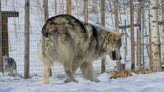 Gray wolf rises from the snow in a winter enclosure, capturing a natural wildlife moment with thick fur, alert posture, and cold woodland surroundings in bright daylight.