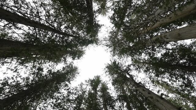 Looking up at cedar and pine trees forming a canopy against bright sky