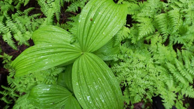 Green plant leaf with fresh water drops