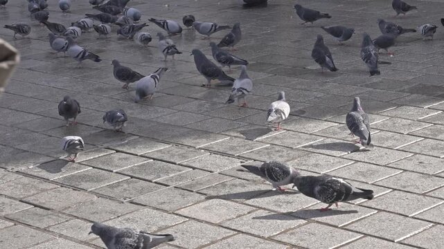 Cinematic 4K shot of a large flock of pigeons gathering in front of the historic New Mosque (Yeni Cami) in Eminonu Square, Istanbul. Pedestrians stroll past traditional birdseed vendors on a sunny day