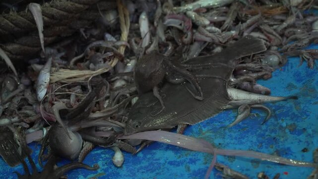 High-speed photography of a fresh webfoot octopus squirming on top of a newly caught flounder [4K]