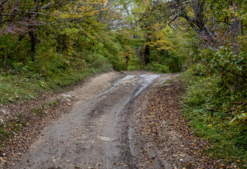 Fototapeta premium dirt roads and a path network in the natural environment of a mountain forest area in nature earlier in the autumn morning