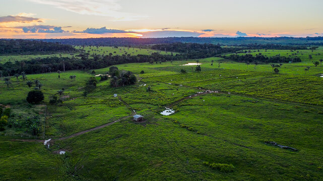 Integrated system ILPF in Amazon family farming. Soil restoration and native fruit trees. / Sistema ILPF na agricultura familiar amaz&ocirc;nica. Reforma de solo e plantio de ess&ecirc;ncias nativas.