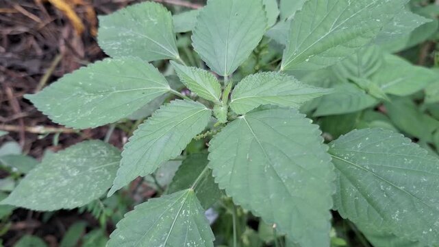 Top View of Indian Acalypha Acalypha indica with Textured Green Serrated Leaves Growing Wild in Tropical Field during Daylight