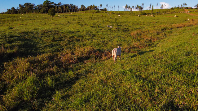 PInvasive Species Paspalum virgatum L. Management in Tropical Grasslands Combate T&eacute;cnico ao Capim-Cabe&ccedil;udo