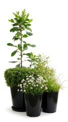 Fototapeta premium Three black pots of lush greenery and small flowering plants