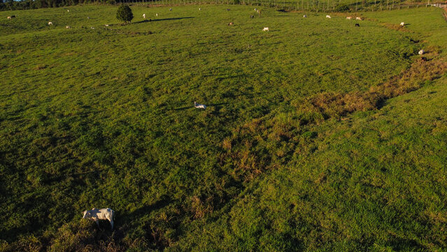 Sustainable Pasture Management Paspalum virgatum L. Control in the Amazon Combate ao Capim-Duro e Navalh&atilde;o