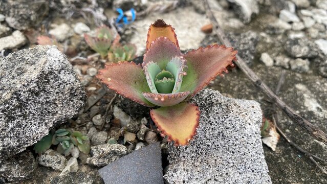 Mother of Thousands Succulent Growing Between White Rocky Texture