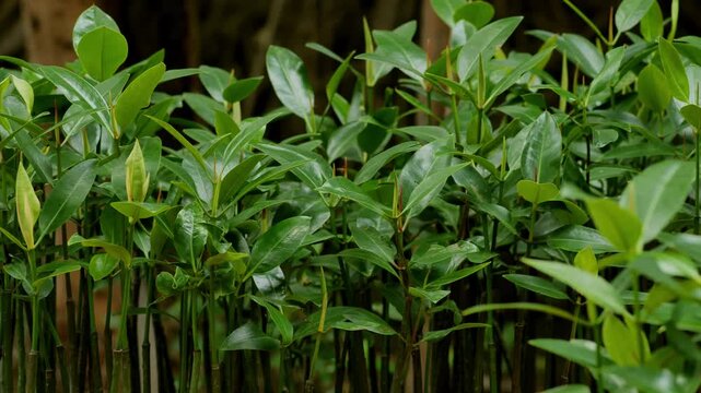 Closeup Mangrove Propagule Seedling Sprouting in Polybag for Coastal Reforestation, Environmental Conservation Project, Wetland Ecosystem Restoration Issue, Tsunami Wave Barrier Seawall Project.