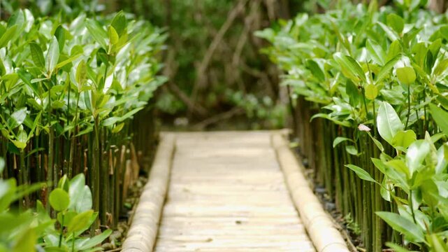 Mangrove Propagule Seedling Sprouting in Polybag for Coastal Reforestation, Environmental Conservation Project, Wetland Ecosystem Restoration Issue, Tsunami Wave Barrier, and Mangrove Farming Progress