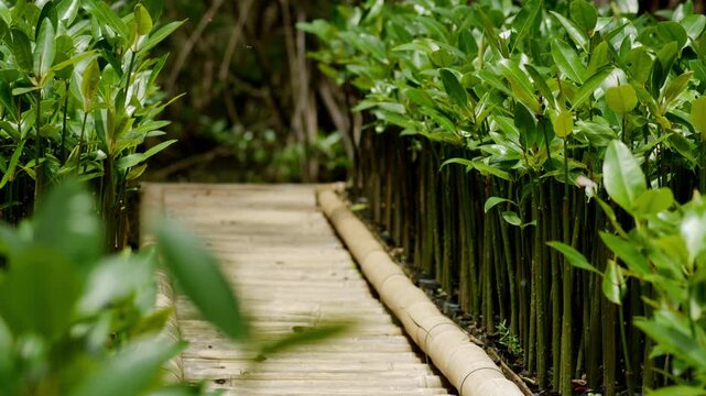 Mangrove Propagule Seedling Sprouting in Polybag for Coastal Reforestation, Environmental Conservation Project, Wetland Ecosystem Restoration Issue, Tsunami Wave Barrier Seawall, and Mangrove Farming 