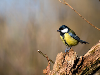 Obraz premium Kohlmeise, Parus major 